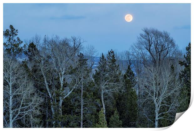 Full Moon Over Trees At Dusk Print by Belinda Greb