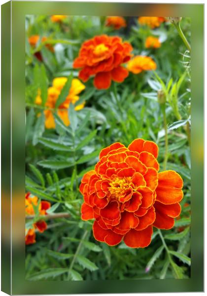 colors of marigolds Canvas Print by Marinela Feier