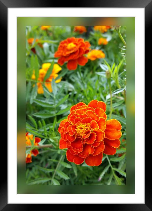 colors of marigolds Framed Mounted Print by Marinela Feier