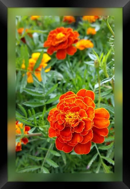 colors of marigolds Framed Print by Marinela Feier