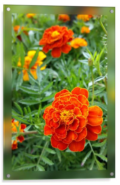colors of marigolds Acrylic by Marinela Feier