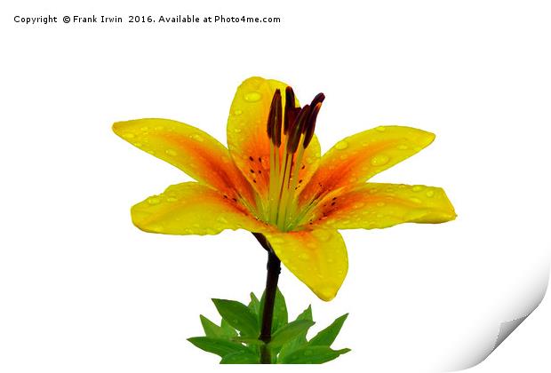 Beautiful Yellow Lily close up Print by Frank Irwin