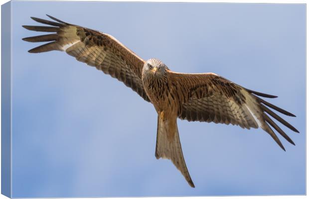 Red Kite Canvas Print by Ian Hufton