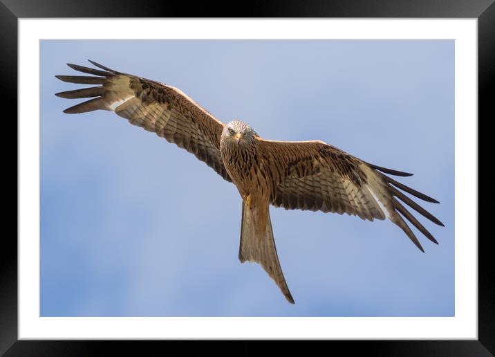 Red Kite Framed Mounted Print by Ian Hufton