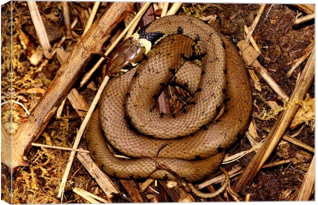 Grass Snake in New Forest Canvas Print by JC studios LRPS ARPS