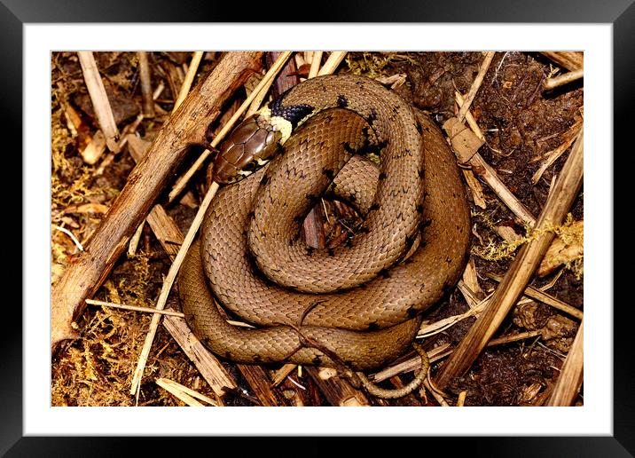 Grass Snake in New Forest Framed Mounted Print by JC studios LRPS ARPS
