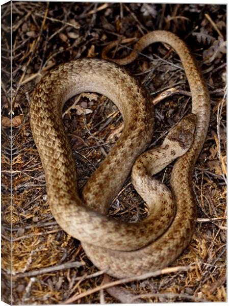 The Smooth snake rarest of the UK's three snakes Canvas Print by JC studios LRPS ARPS