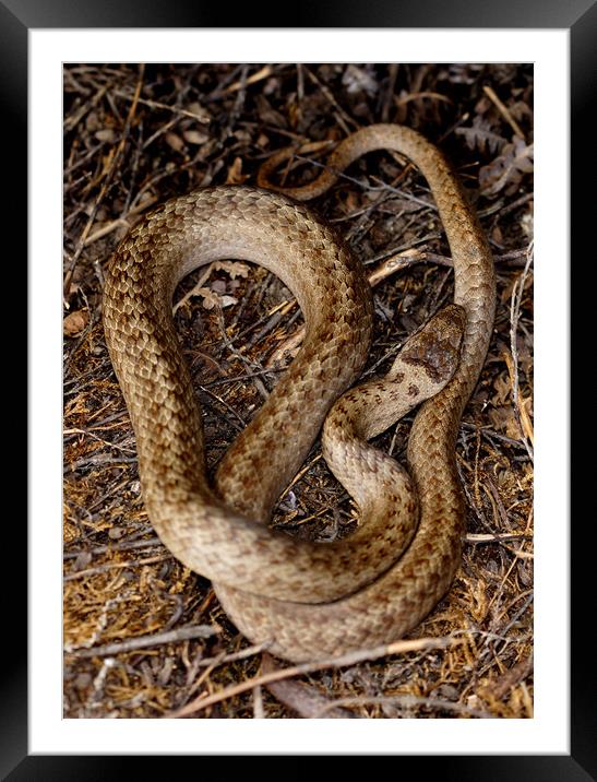 The Smooth snake rarest of the UK's three snakes Framed Mounted Print by JC studios LRPS ARPS
