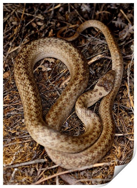 The Smooth snake rarest of the UK's three snakes Print by JC studios LRPS ARPS