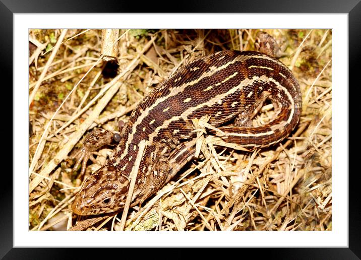 Sand Lizard Framed Mounted Print by JC studios LRPS ARPS