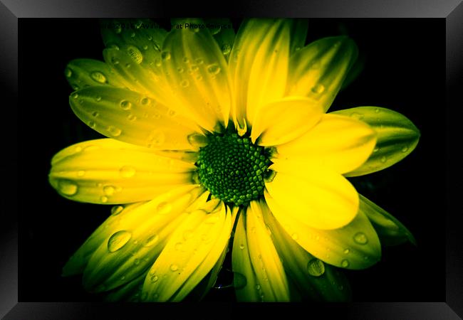 Chrysanthemum. Framed Print by Angela Aird