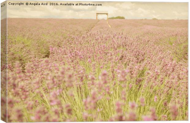Lavender Meadow. Canvas Print by Angela Aird