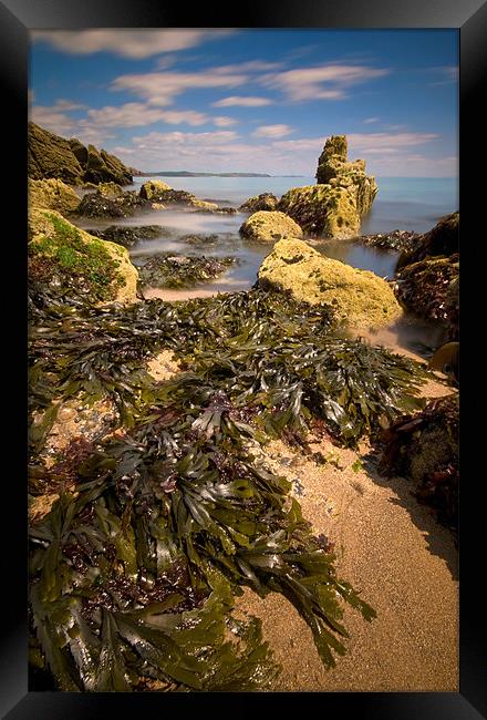 Seaweed Dressing Framed Print by Mark Robson