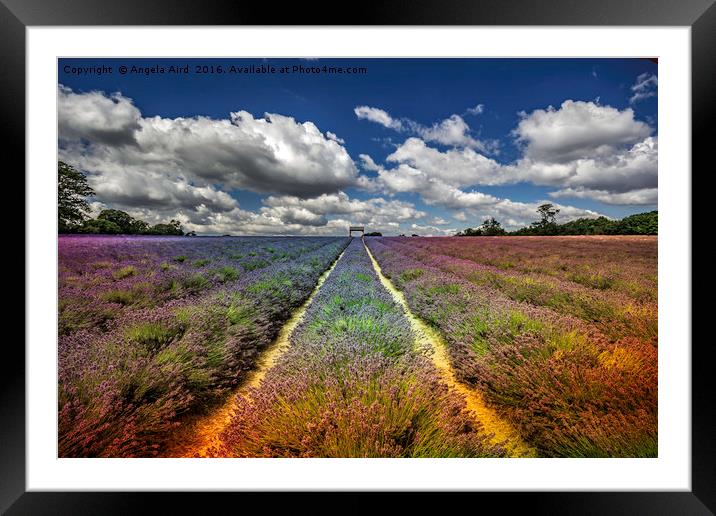 Lavender Meadow. Framed Mounted Print by Angela Aird