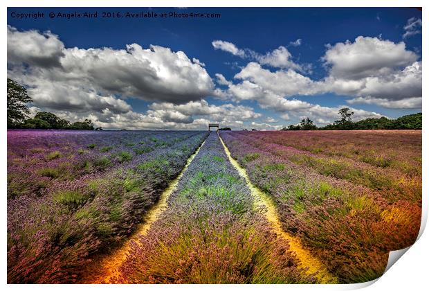 Lavender Meadow. Print by Angela Aird