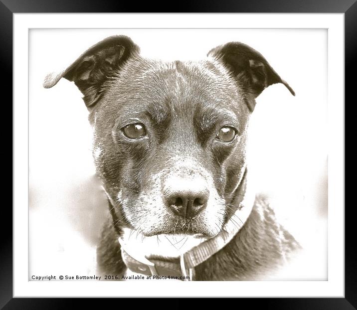 Whippet Staffy Cross Dog                           Framed Mounted Print by Sue Bottomley