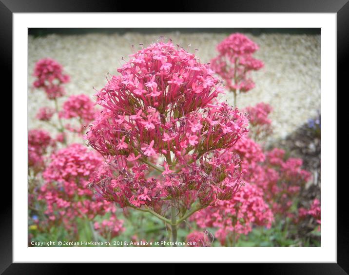 Pink flowery/leafy bush/tree Framed Mounted Print by Jordan Hawksworth