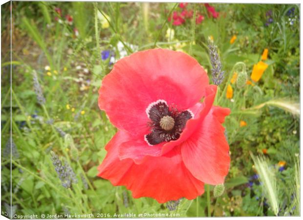 Red poppy type flower with other smaller flowers Canvas Print by Jordan Hawksworth