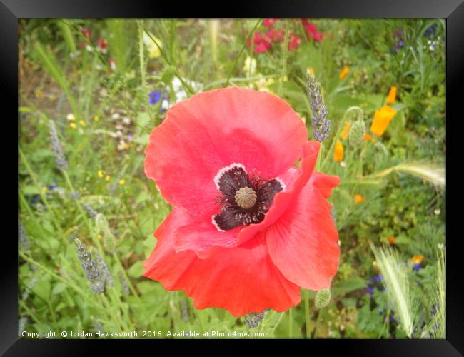 Red poppy type flower with other smaller flowers Framed Print by Jordan Hawksworth