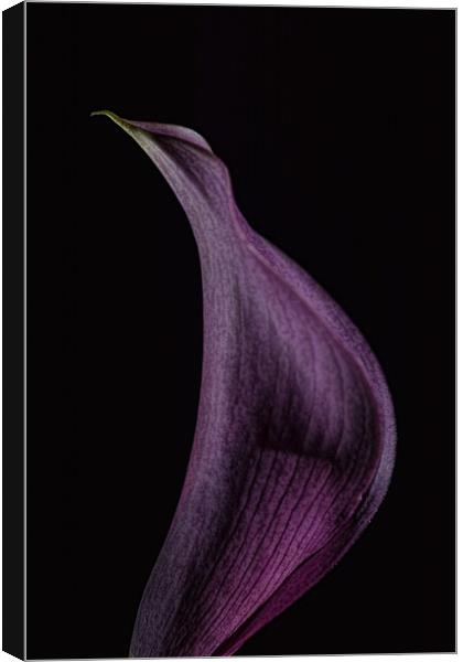 Calla 1 Canvas Print by Steve Purnell