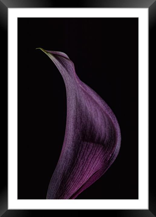 Calla 1 Framed Mounted Print by Steve Purnell