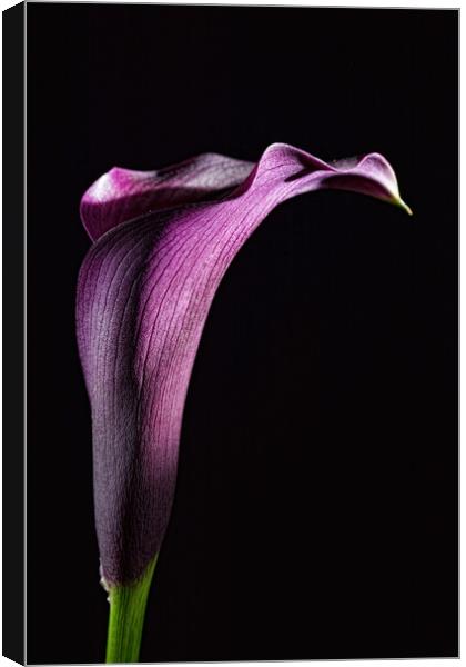 Calla 2 Canvas Print by Steve Purnell