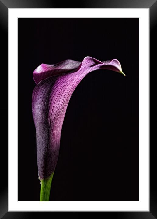 Calla 2 Framed Mounted Print by Steve Purnell