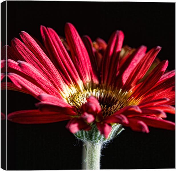 Red Gerbera 1 Canvas Print by Steve Purnell