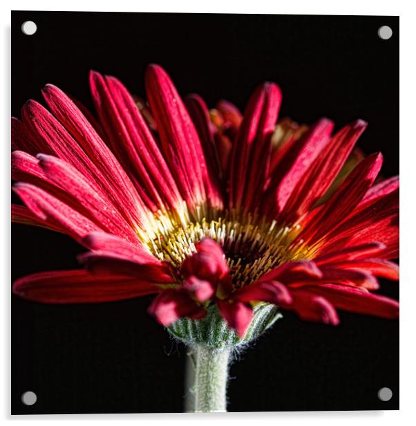 Red Gerbera 1 Acrylic by Steve Purnell