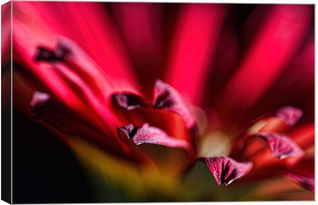 Red Gerbera 2 Canvas Print by Steve Purnell