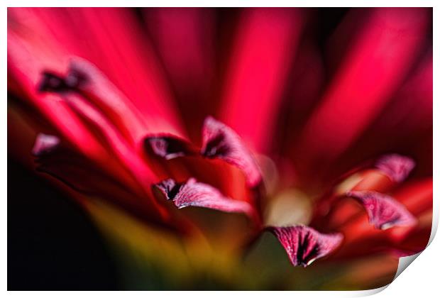 Red Gerbera 2 Print by Steve Purnell