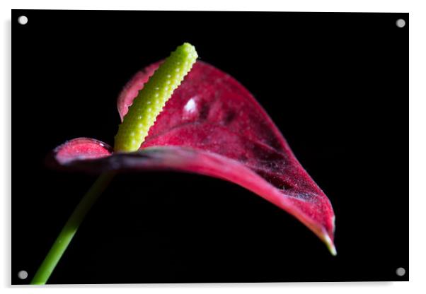 Exotic Flamingo Flower Acrylic by Steve Purnell