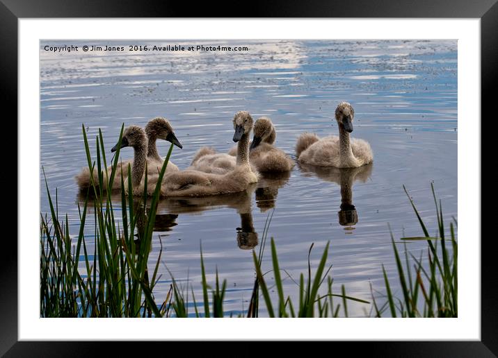 There once was an ugly duckling... Framed Mounted Print by Jim Jones