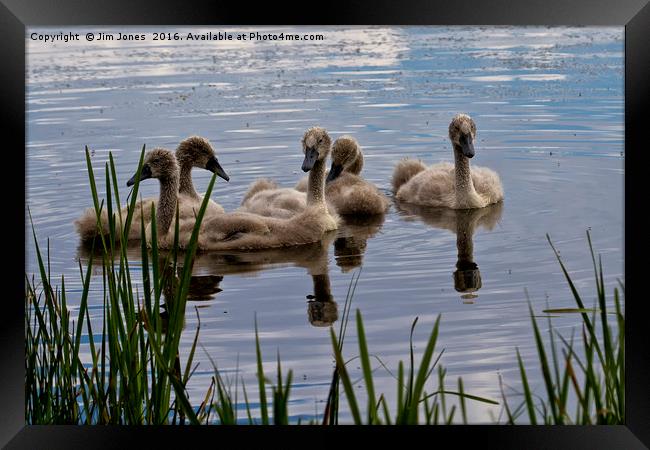 There once was an ugly duckling... Framed Print by Jim Jones