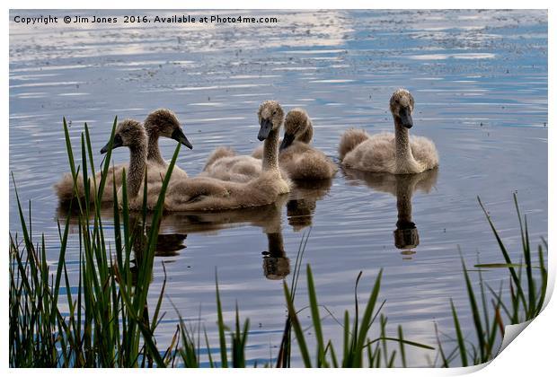 There once was an ugly duckling... Print by Jim Jones