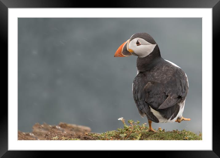 Puffin Framed Mounted Print by Ian Hufton