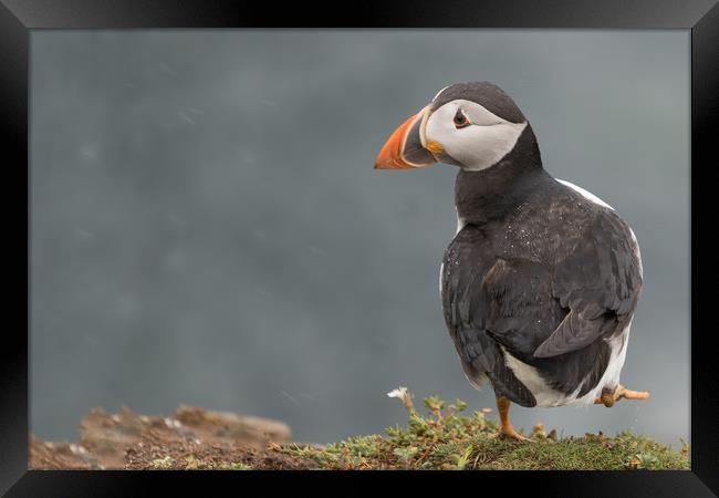 Puffin Framed Print by Ian Hufton