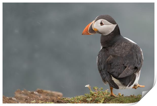 Puffin Print by Ian Hufton
