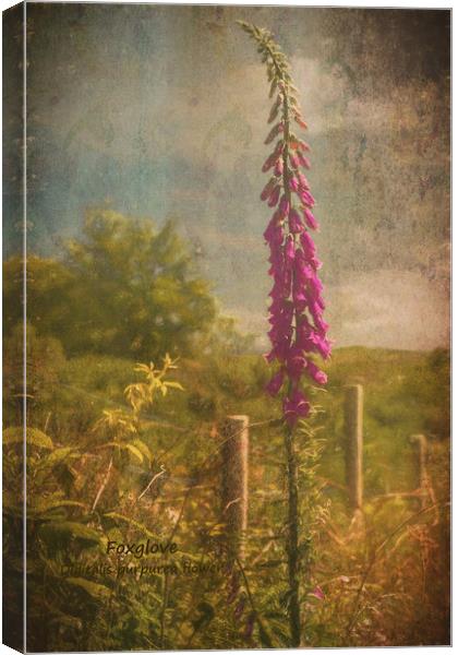 Photo art, Plant, Foxglove, Digitalis purpurea Canvas Print by Hugh McKean
