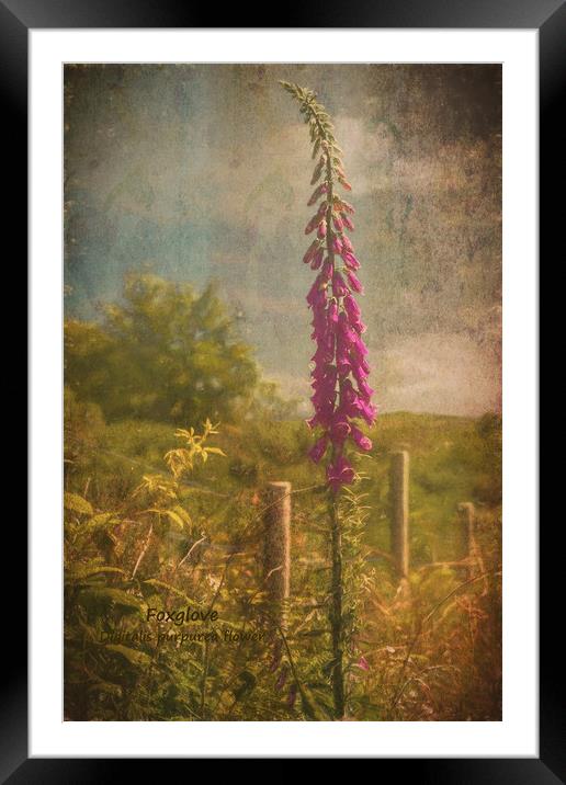 Photo art, Plant, Foxglove, Digitalis purpurea Framed Mounted Print by Hugh McKean