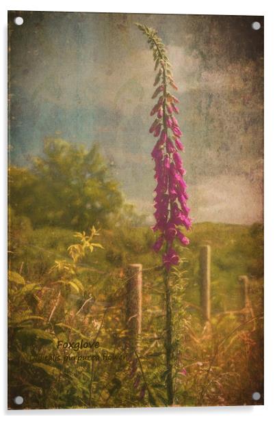 Photo art, Plant, Foxglove, Digitalis purpurea Acrylic by Hugh McKean