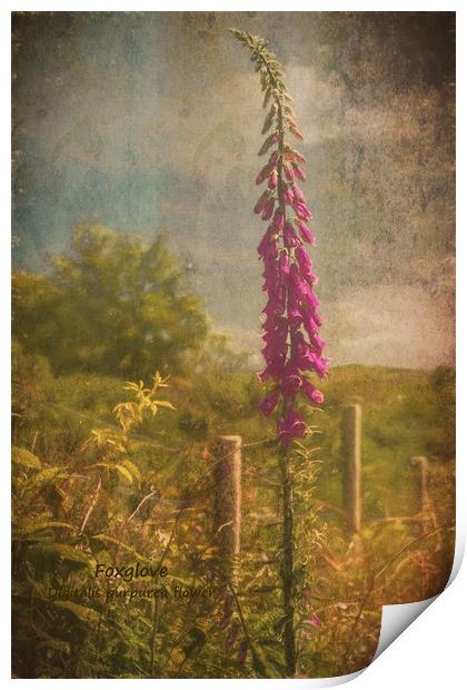 Photo art, Plant, Foxglove, Digitalis purpurea Print by Hugh McKean