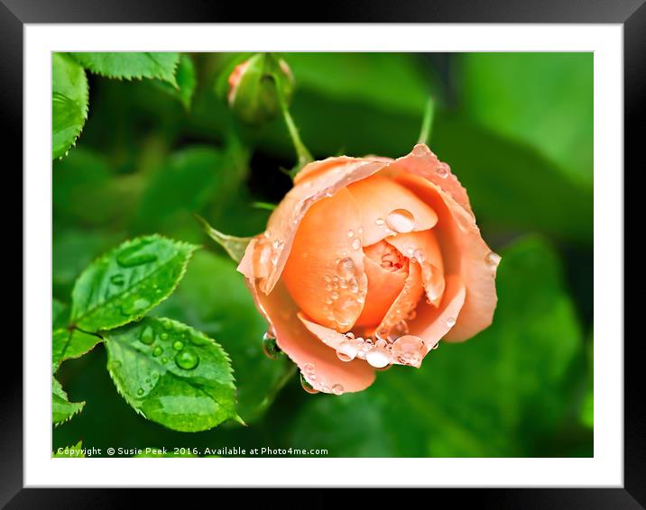 Peach Rose In The Rain Framed Mounted Print by Susie Peek