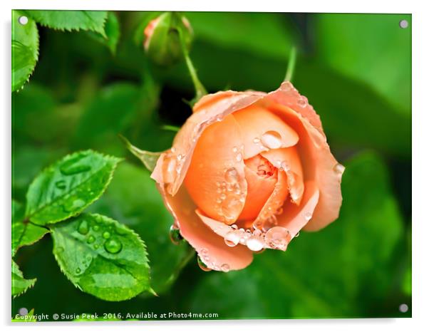 Peach Rose In The Rain Acrylic by Susie Peek