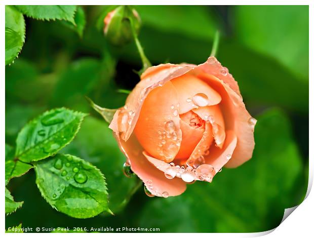 Peach Rose In The Rain Print by Susie Peek