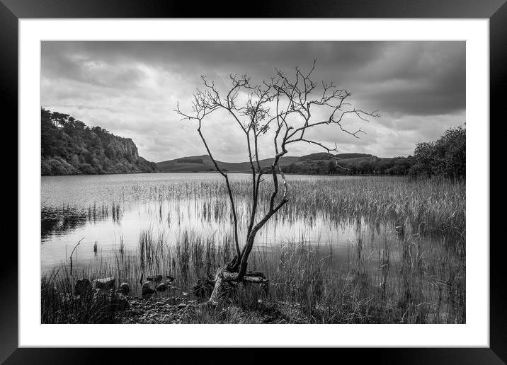 Reaching skyward Framed Mounted Print by Phil Moore