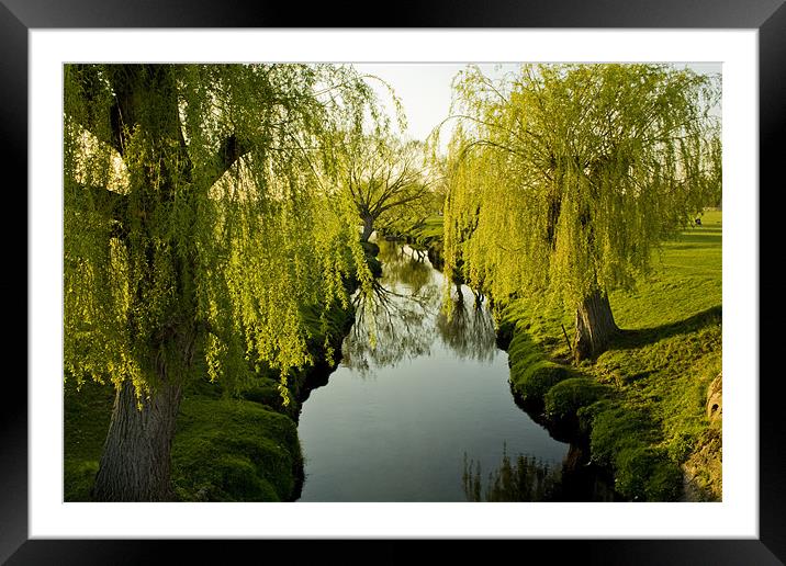 Weeping Willows Richmond Park. Framed Mounted Print by Julie Skone