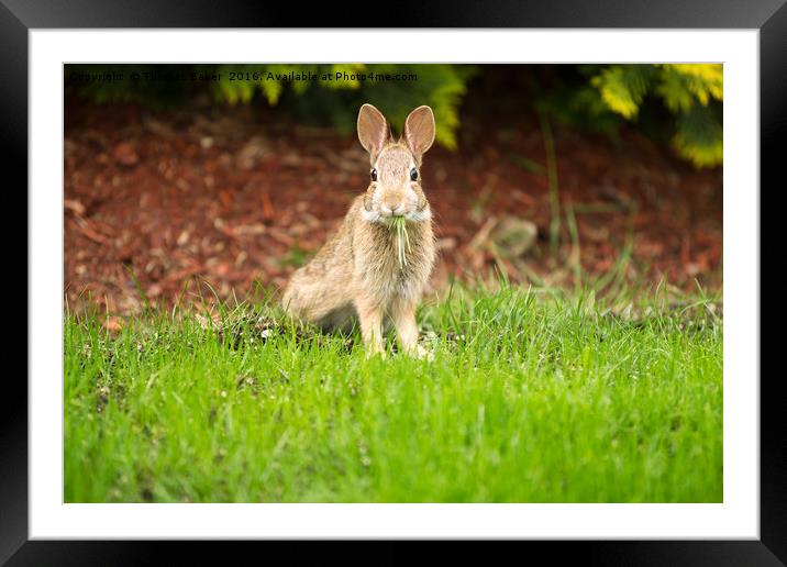 Young Healthy Wild Rabbit eating fresh Grass from  Framed Mounted Print by Thomas Baker