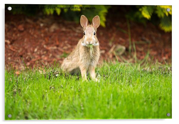 Young Healthy Wild Rabbit eating fresh Grass from  Acrylic by Thomas Baker