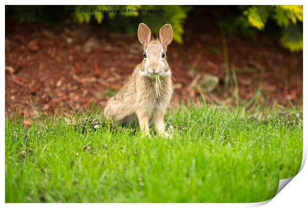 Young Healthy Wild Rabbit eating fresh Grass from  Print by Thomas Baker